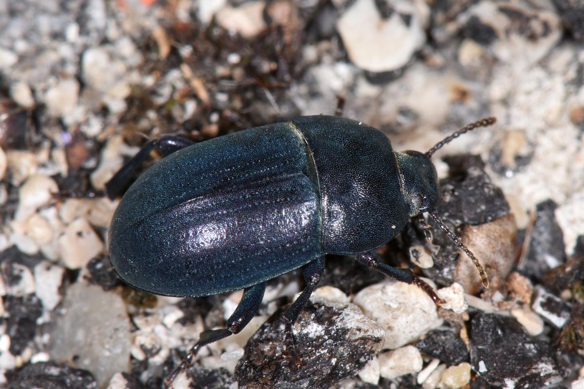 Tenebrionidae: Tutti Pedinus meridianus?  S, maschi e femmine